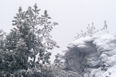 snow-covered rocks and graphic pines against a cloudy sky during a snowfallの写真素材