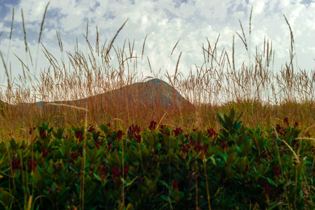 mountain peak barely visible behind the blurred spikelets of dry grass and thickets of rhododendron in the foregroundの写真素材