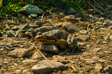 frog basks in the morning sun on a rocky path, bottom view, close-up
