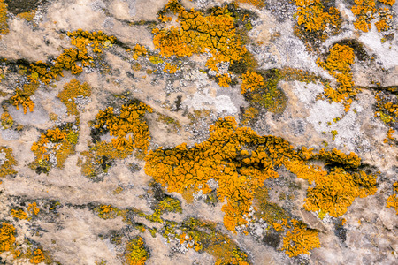 background, texture - multi-colored lichen covering the surface of the rock