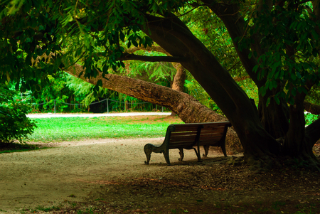 garden bench in the shade of an old tree in the parkの写真素材