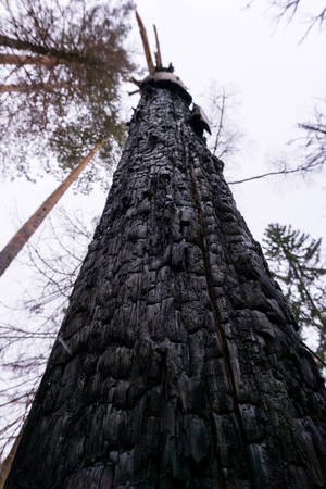 charred tree trunk burned by lightning, bottom-up viewの写真素材