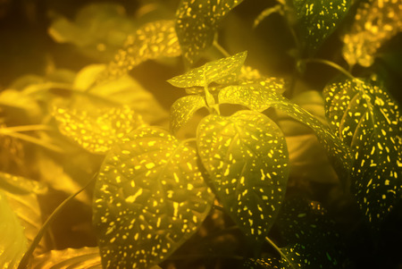 golden green blurred misty floral background with mottled leaves of hypoestes in the foregroundの写真素材