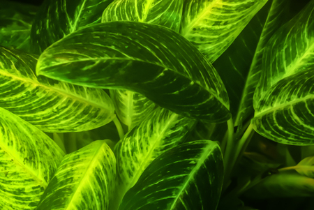 glowing green blurred misty floral background with mottled leaves of dieffenbachia in the foregroundの写真素材