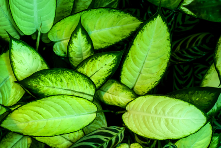 light green blurred misty floral background with mottled leaves of dieffenbachia in the foregroundの写真素材