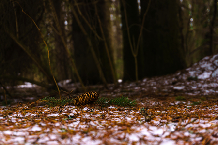 last year's fir cone lies on snow covered with fallen needles in a spring forest on a blurred backgroundの写真素材