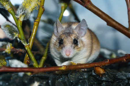 cute spiny mouse (akomys) among the branches of a blossoming willowの写真素材