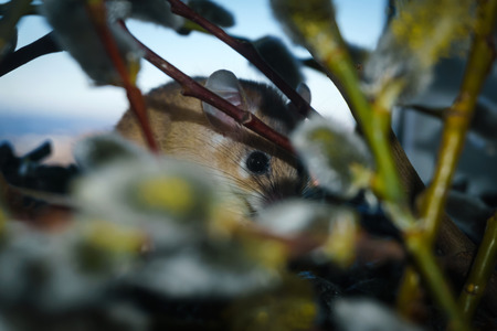 cute spiny mouse (akomys) hiding among the branches of a blossoming willowの写真素材