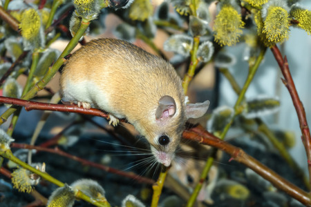 cute spiny mouse (akomys) climbs the branches of a blossoming willowの写真素材