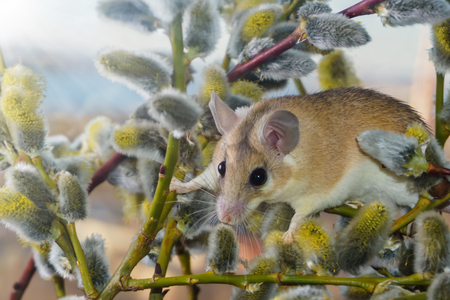 cute spiny mouse (akomys) climbs the branches of a blossoming willowの写真素材