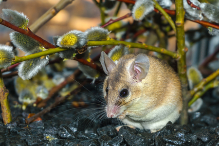 cute spiny mouse (akomys) sitting under the branches of a blossoming willowの写真素材