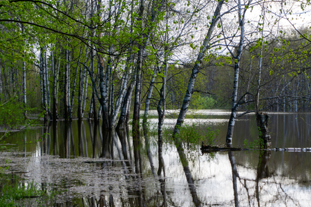 landscape - spring forest flooded during high water

の写真素材