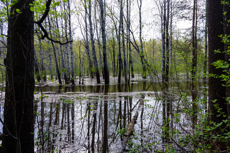 landscape - spring forest flooded during high waterの写真素材