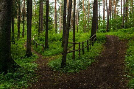 winding dirt paths with railing in a hilly forestの写真素材