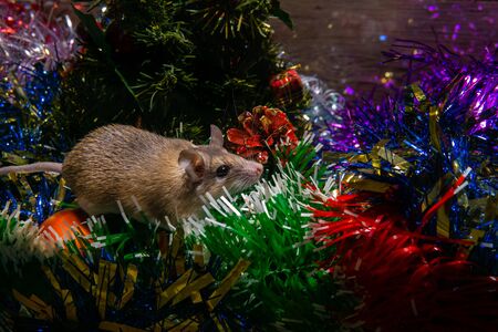 cute live mouse among the New Year ornaments symbolizes 2020 according to the Chinese zodiac