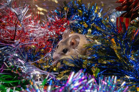 cute live mouse among the New Year ornaments symbolizes 2020 according to the Chinese zodiacの写真素材