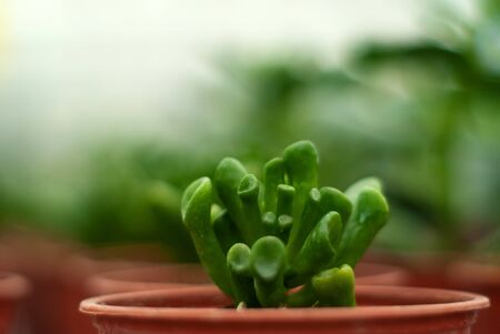 pot with succulent crassula ovata, cultivar hobbit, close-up on blurred background of other indoor...