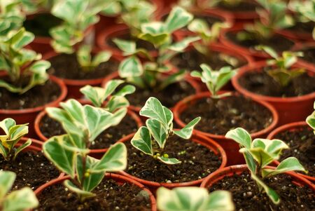 pots with sprouts of indoor plants Ficus triangularis  close-upの写真素材