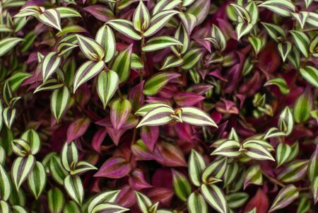 natural floral background of light green and purple striped leaves of a house plant of tradescantia zebrinaの写真素材