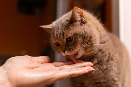 cute scottish straight cat licks the medicinal paste from the palm of its ownerの写真素材