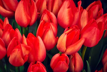 floral background - growing scarlet tulipsの写真素材
