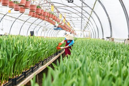 woman worker examines hydroponic tulips in a greenhouseの写真素材