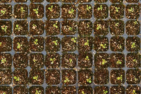 background - tiny plant sprouts in the cells of the seedling tray