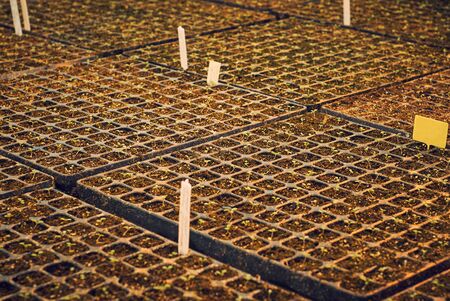 background - tiny plant sprouts in the cells of the seedling trays