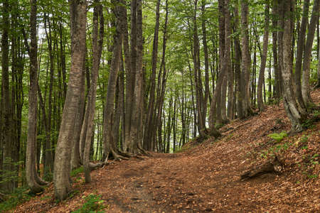 trail along the slope in the mountain beech forest