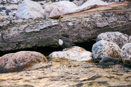 small bird white-throated dipper sits on a coastal stone near a stream