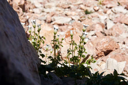 small white flowers grow, hiding from the sun's rays in the shade of a stone in the desert
