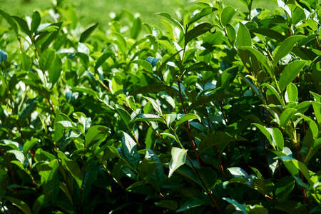 foliage of tea shrubs in plantation close-up outdoors