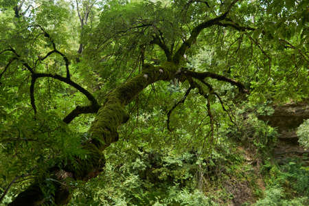 tree with a mossy trunk in a mountain rainforest