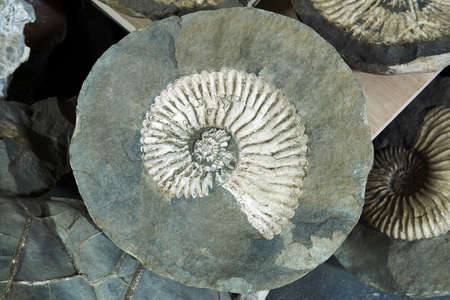 large fossil of an extinct mollusc ammonite within a cracked concretion amid other specimensの写真素材
