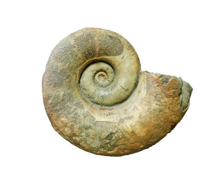 large fossilized shell of extinct mollusc ammonite isolated on white backgroundの写真素材