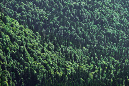 landscape. background - bird's eye view of the mixed coniferous forest