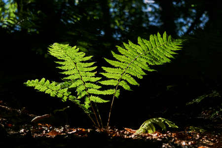 young fern is brightly lit by a sunbeam in the middle of a dark forest undergrowth