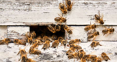 honey bees swarming at the entrance of a painted wooden hive close-up