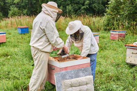 Perm, Russia - August 13, 2020: two beekeepers checking the hive using a smoker and removing the top...