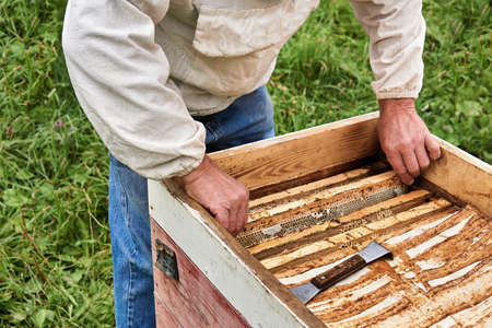 beekeeper removes the honeycomb frame from the opened hive