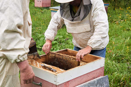 Perm, Russia - August 13, 2020: beekeepers checking the hive using a smoker and extracts the brood...