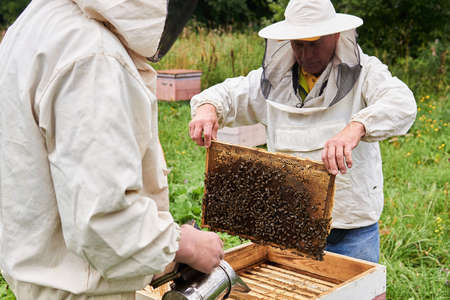 Perm, Russia - August 13, 2020: two beekeepers checking the hive using a smoker and examines removed brood frameのeditorial素材