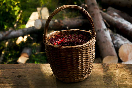 two wicker baskets full of red currant berries basket on forest or rustic backgroundの写真素材