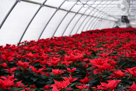 plantation of bright red poinsettia flowers in the interior of the greenhouse on a winter dayの写真素材