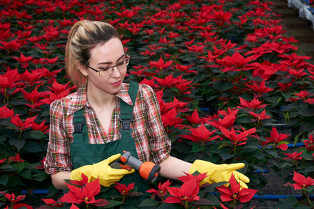 woman gardener in greenhouse prepares to watering poinsettia flowers with spray nozzleの写真素材