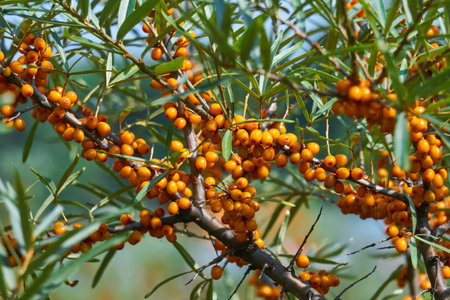 sea buckthorn branches with leaves and orange fruits close up