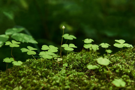 leaves and bud of wood sorrel growing among moss close-up on blurred natural background