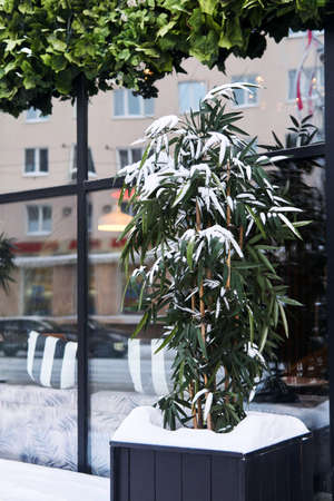 snow-covered bamboo in front of the doors of a street cafeの写真素材