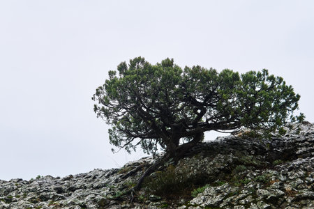 beautifully twisted mediterranean pine tree on a cliff against a light cloudy skyの写真素材
