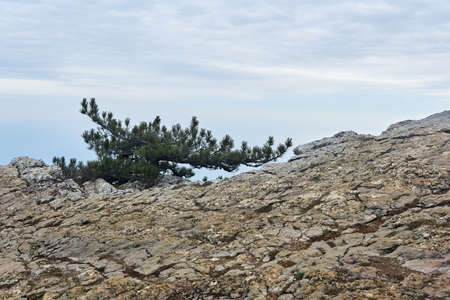 small crooked pine tree grows on a rock at the edge of a precipice